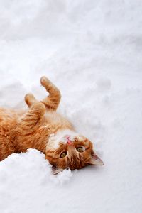 Превью обои кот, рыжий, снег, лежит, игривый
