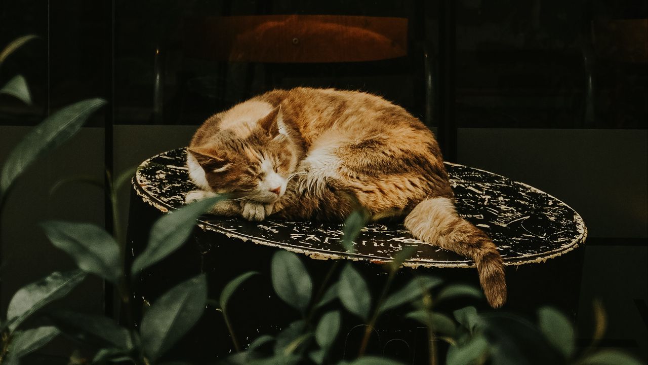 Обои кот, рыжий, спит, стул, витрина, цветок