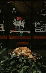 Превью обои кот, рыжий, спит, стул, витрина, цветок