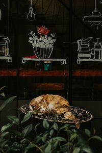 Превью обои кот, рыжий, спит, стул, витрина, цветок