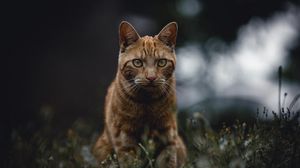 Превью обои кот, рыжий, взгляд, трава