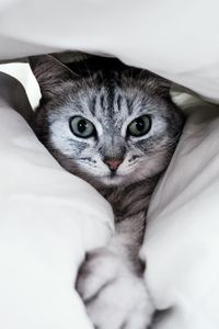 Превью обои кот, серый, лапа, забавный, питомец