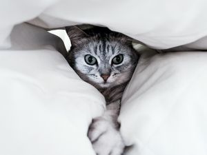 Превью обои кот, серый, лапа, забавный, питомец