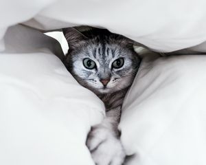 Превью обои кот, серый, лапа, забавный, питомец