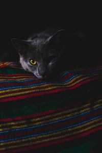 Превью обои кот, серый, морда, темный