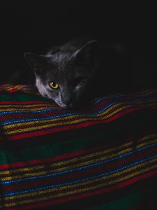 Превью обои кот, серый, морда, темный