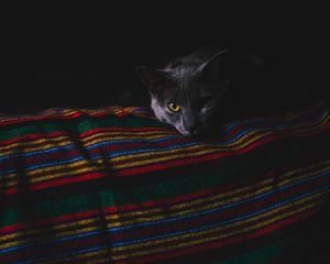 Превью обои кот, серый, морда, темный