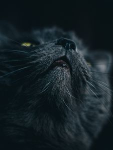 Превью обои кот, серый, морда, питомец