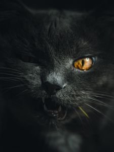 Превью обои кот, серый, питомец, морда