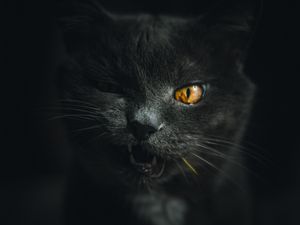 Превью обои кот, серый, питомец, морда