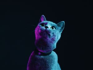Превью обои кот, серый, питомец, неон