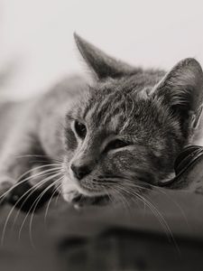 Превью обои кот, серый, питомец, чб