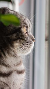 Превью обои кот, серый, питомец, взгляд, окно
