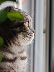 Превью обои кот, серый, питомец, взгляд, окно