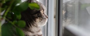 Превью обои кот, серый, питомец, взгляд, окно