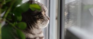 Превью обои кот, серый, питомец, взгляд, окно