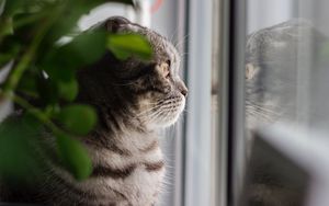 Превью обои кот, серый, питомец, взгляд, окно