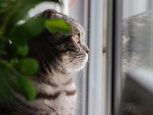 Превью обои кот, серый, питомец, взгляд, окно