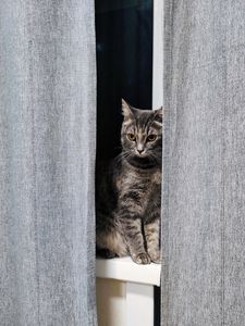 Превью обои кот, серый, питомец, окно, шторы
