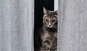 Превью обои кот, серый, питомец, окно, шторы