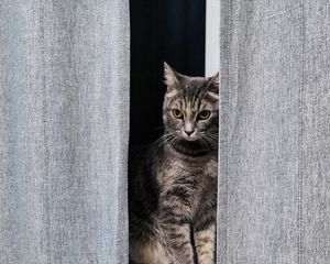 Превью обои кот, серый, питомец, окно, шторы