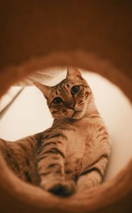 Превью обои кот, серый, полосатый, забавный, питомец