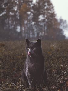 Превью обои кот, серый, прогулка, трава