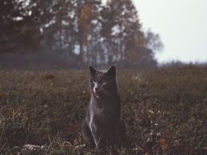 Превью обои кот, серый, прогулка, трава