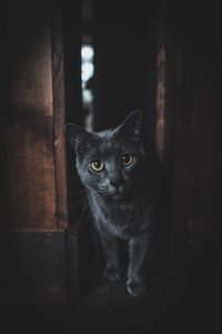 Превью обои кот, серый, взгляд, питомец, темный