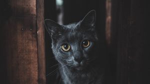 Превью обои кот, серый, взгляд, питомец, темный