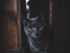 Превью обои кот, серый, взгляд, питомец, темный