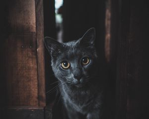 Превью обои кот, серый, взгляд, питомец, темный
