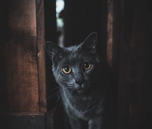 Превью обои кот, серый, взгляд, питомец, темный