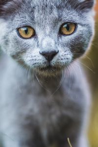 Превью обои кот, серый, взгляд, питомец