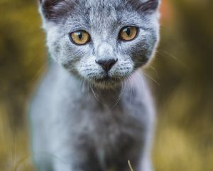 Превью обои кот, серый, взгляд, питомец