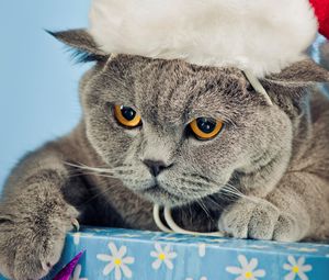 Превью обои кот, шапка, новый год, красивый