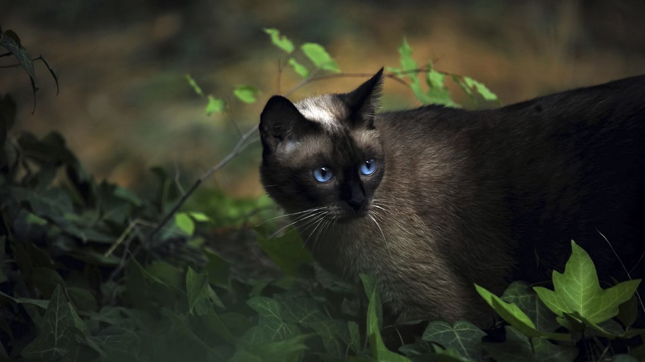 Обои кот, сиамский, трава, голубоглазый