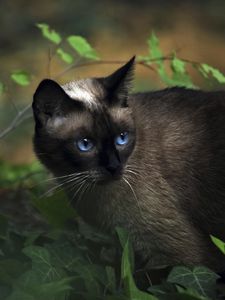 Превью обои кот, сиамский, трава, голубоглазый