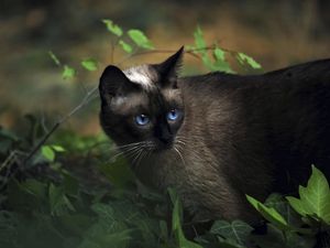 Превью обои кот, сиамский, трава, голубоглазый