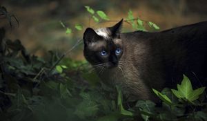 Превью обои кот, сиамский, трава, голубоглазый, тень