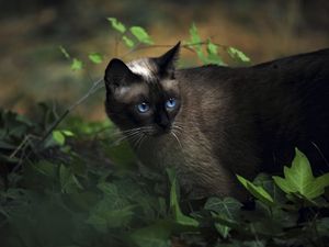 Превью обои кот, сиамский, трава, голубоглазый, тень