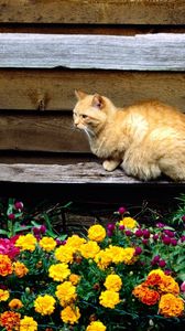 Превью обои кот, сидеть, скамейка, цветы, клумба