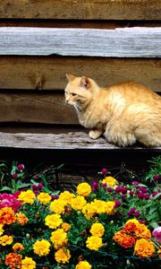 Превью обои кот, сидеть, скамейка, цветы, клумба