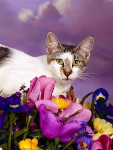 Превью обои кот, сидеть, цветы, пятнистый