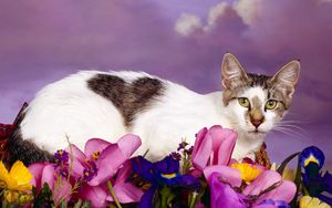 Превью обои кот, сидеть, цветы, пятнистый