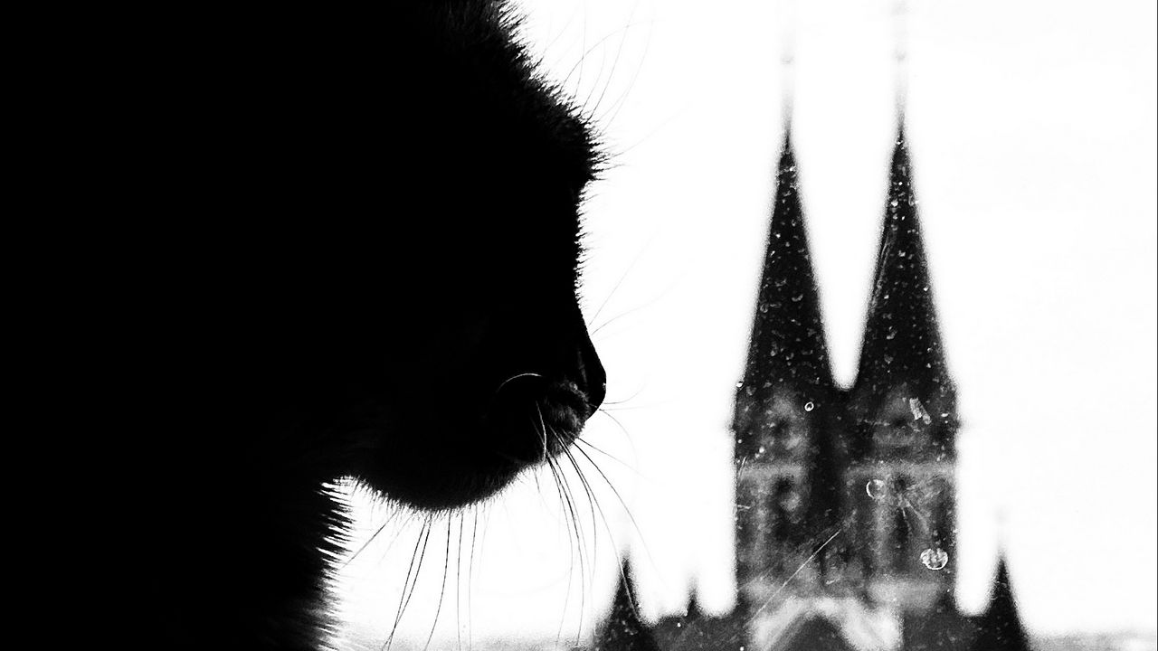 Обои кот, силуэт, башни, черно-белый