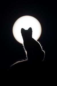 Превью обои кот, силуэт, котенок, луна