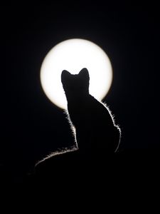 Превью обои кот, силуэт, котенок, луна