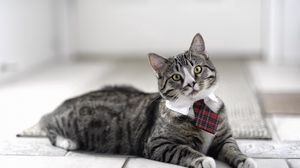 Превью обои кот, симпатичный, галстук, полосатый