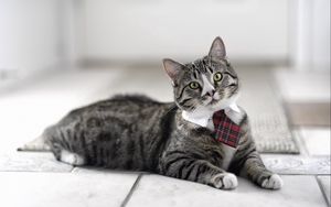 Превью обои кот, симпатичный, галстук, полосатый